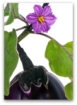 Growing Eggplant and Blossom