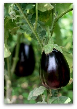 ornamental gardens include eggplants