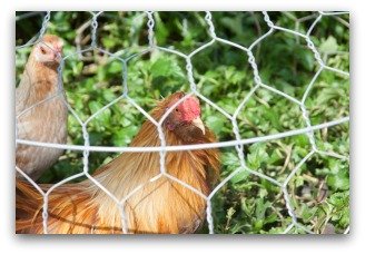 chicken wire cheap garden fence
