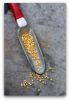 add slow release fertilizer for vegetable garden