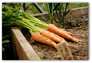 first vegetable garden