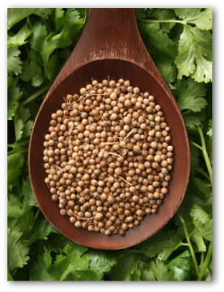cilantro seeds