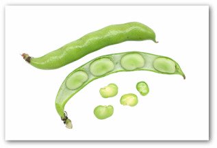 fresh lima beans
