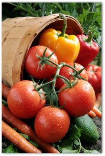 Freezing Tomatoes From Your Home Garden,Mexican Cornbread Casserole Recipe