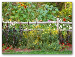 natural wooden fence