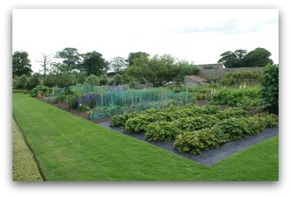 example of traditional backyard vegetable garden