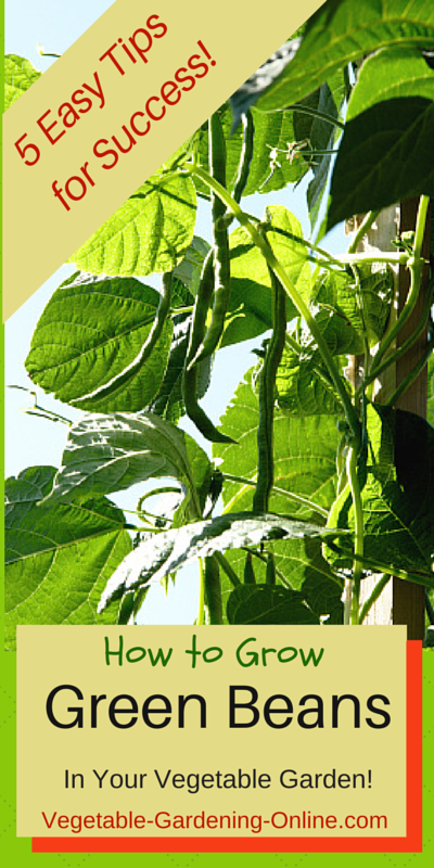 5 easy tips for sucess growing green beans