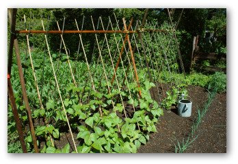 using teepees for growing beans