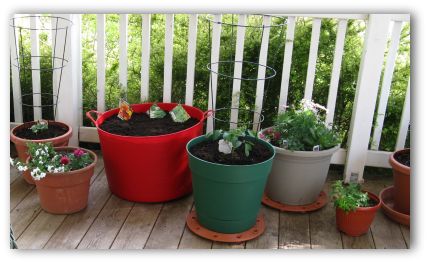 vegetables grown in pots on a porch