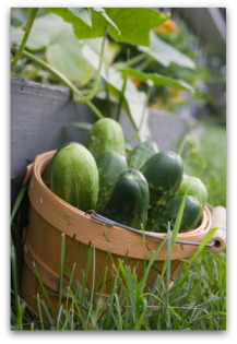 Fresh picked cucumbers in a basket