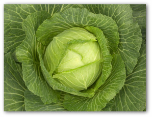 growing cabbage