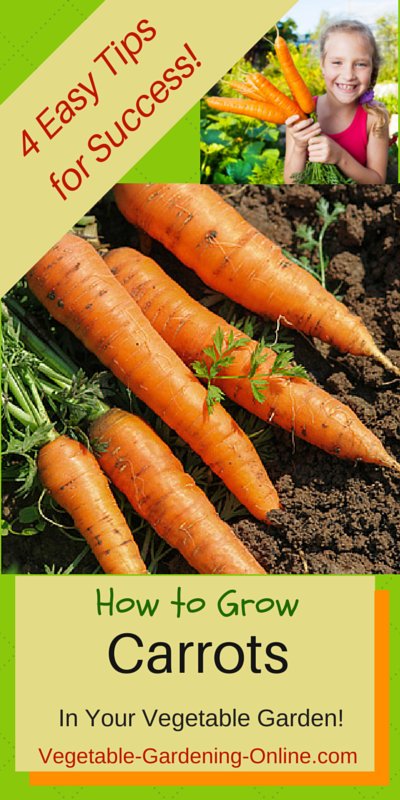 tips for growing straight, sweet carrots in the vegetable garden