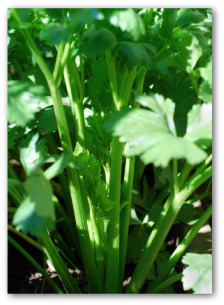 fresh celery growing in the garden