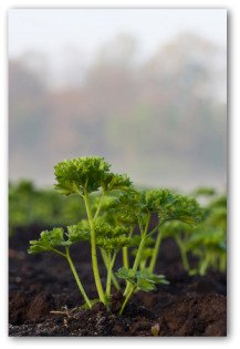 fresh parsley growing in the garden
