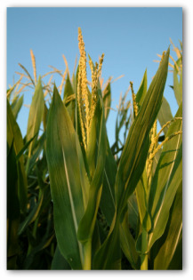 growing corn