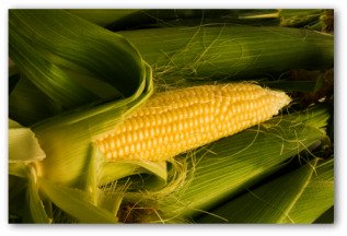growing corn