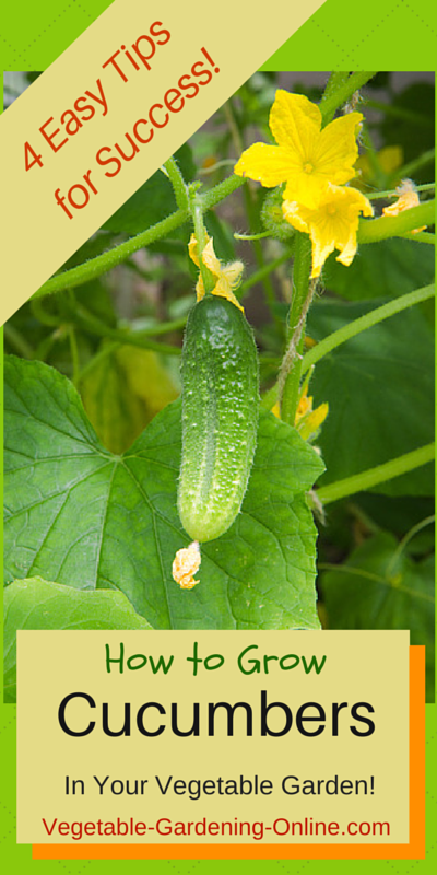 Quick Tips For Growing Cucumbers