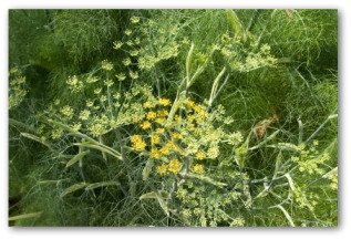 growing dill