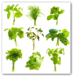 fresh herbs