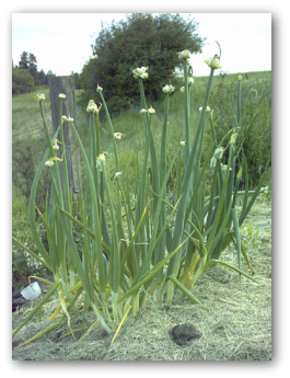 growing egyptian onions