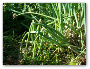 egyptian onions growing outside