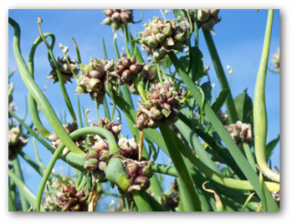 egyptian onion flowers
