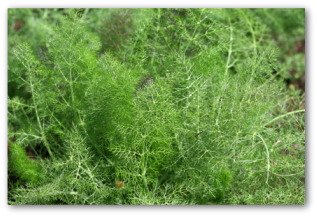 fresh fennel growing outside