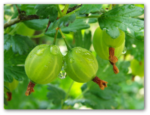 growing gooseberries