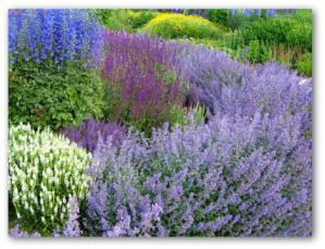 growing herbs
