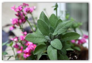 Lappia Dulcis