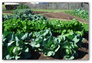 kale and cabbage growing outside in a vegetable garden