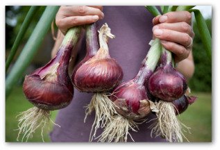 growing large onions