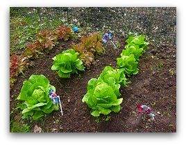 growing leaf lettuce