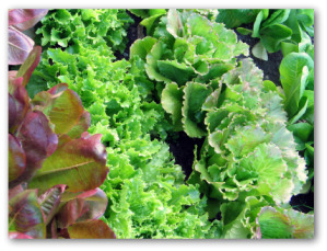 different varieties of leaf lettuce growing