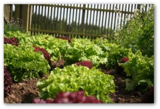 different varieties of leaf lettuce growing in a garden