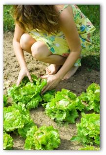 woman and lettuce growing in the ground