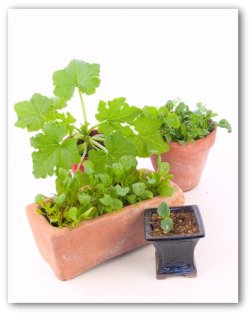 growing herbs in pots
