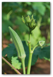 fresh okra plant growing in the ground