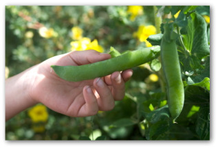 Ripe Peas in the Garden