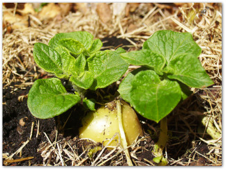 fresh potato plant growing in the ground