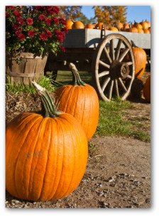 growing pumpkins