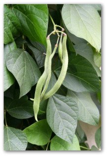 fresh runner beans growing on the vine