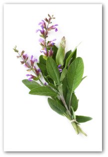 fresh sage with flowers