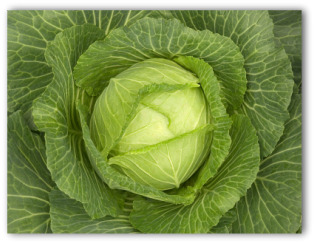 fresh head of cabbage