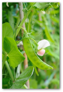 Growing Snow Peas for Your Family