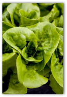growing spinach
