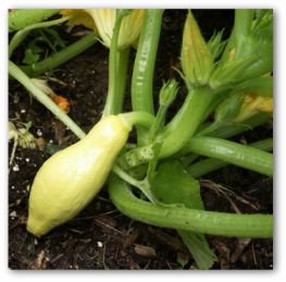 growing squash