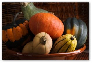 variety of edible squash