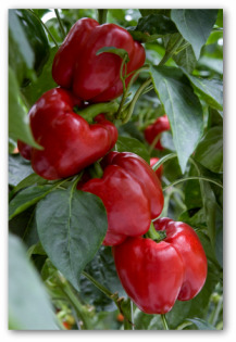 red bell peppers growing on the plant