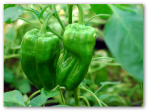 green bell peppers growing in a garden